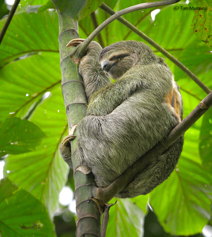 Three Toed Sloth 2